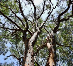 Angophora costata