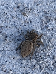 Habronattus coecatus