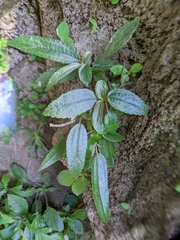 Boehmeria densiflora