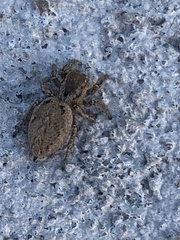 Habronattus coecatus