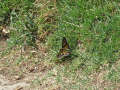 Metardaris cosinga
