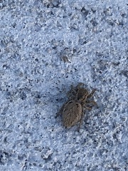 Habronattus coecatus