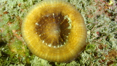 Scolymia cubensis