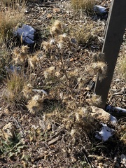 Cirsium arizonicum