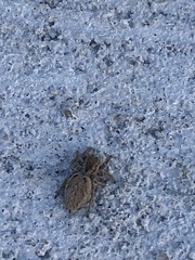 Habronattus coecatus