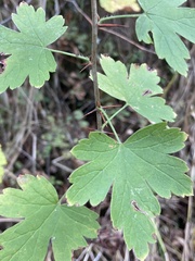 Ribes divaricatum