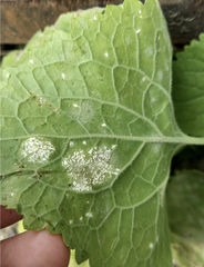 Erysiphe cruciferarum