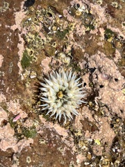 Actiniidae