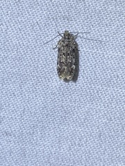 Chionodes bicostomaculella