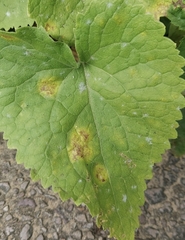 Erysiphe cruciferarum