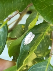Isotenes miserana