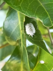 Isotenes miserana