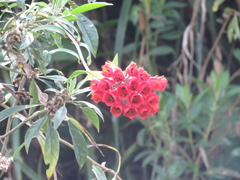 Bomarea formosissima