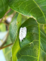 Isotenes miserana