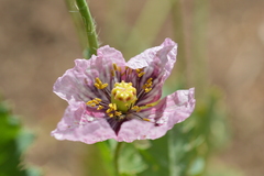 Papaver somniferum