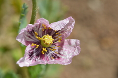 Papaver somniferum