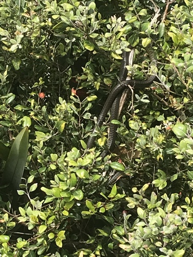 Common Tree Snake sighting