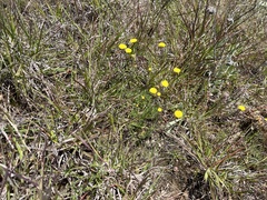 Leptorhynchos squamatus