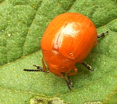 Leptinotarsa