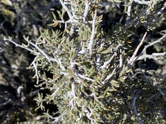 Cercocarpus intricatus