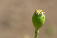 Papaver somniferum