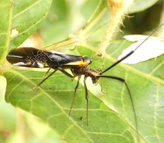 Thyrsophorinae