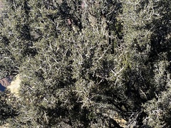 Cercocarpus intricatus