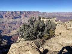 Cercocarpus intricatus