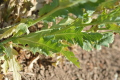 Papaver somniferum