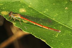 Xanthocnemis zealandica