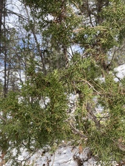 Juniperus monosperma