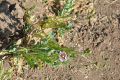 Papaver somniferum