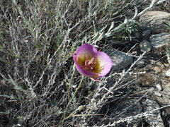 Calochortus plummerae