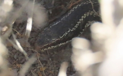 Philodryas chamissonis