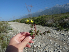 Camissoniopsis