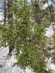 Juniperus monosperma