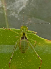 Stilpnochlora