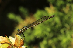 Austrolestes colensonis