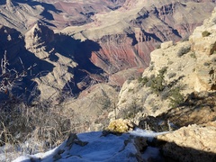 Thelypodium wrightii