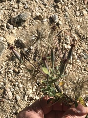 Porophyllum ruderale