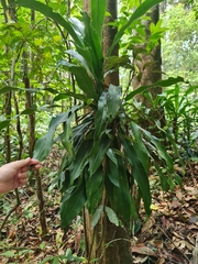 Dracaena fragrans