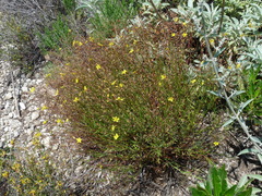 Crocanthemum scoparium