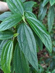 Boehmeria densiflora