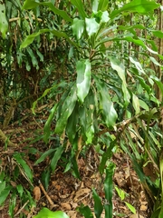 Dracaena fragrans