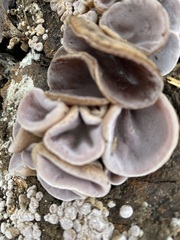 Auricularia cornea