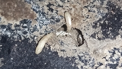 Kalotermes flavicollis