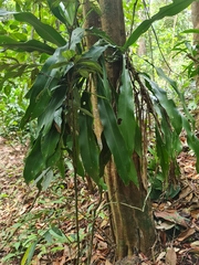 Dracaena fragrans