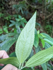 Boehmeria densiflora