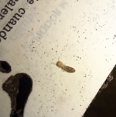 Kalotermes flavicollis