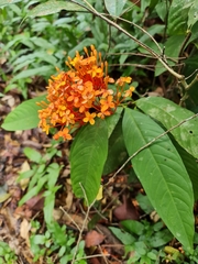 Ixora congesta